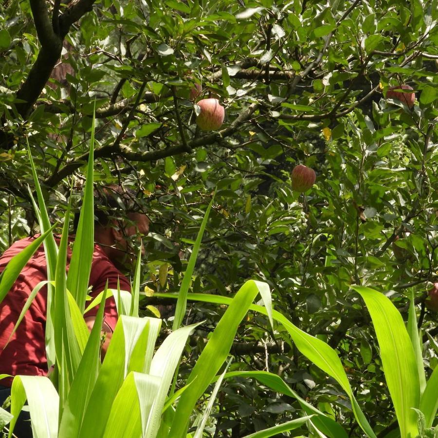فندق The Royal Orchard كاسول المظهر الخارجي الصورة